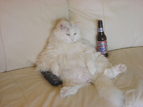 Male Cat